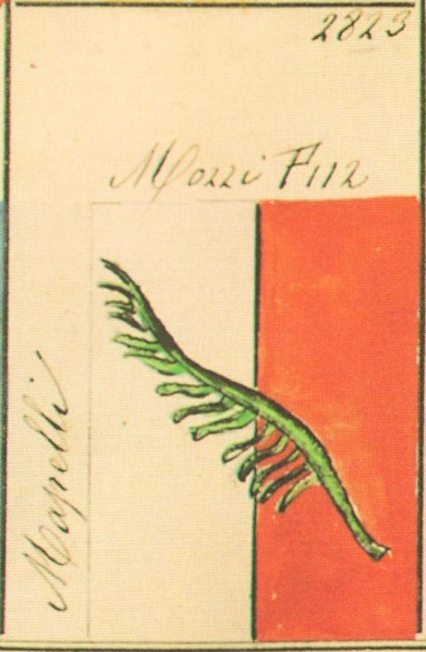 File:Mapelli Stemmario Camozzi 2823.jpg