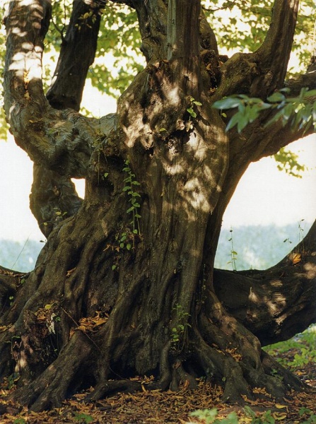 File:2002 Carpino bianco 2.jpg