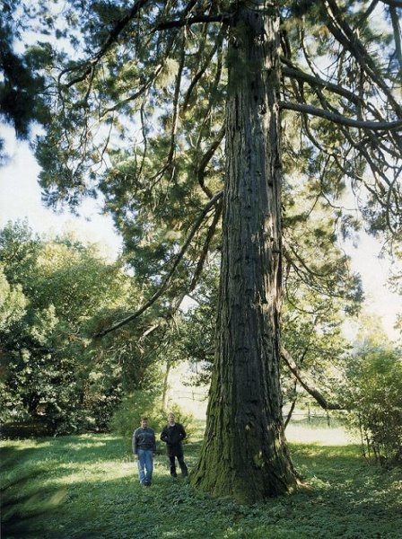 File:2002 Sequoia.jpg