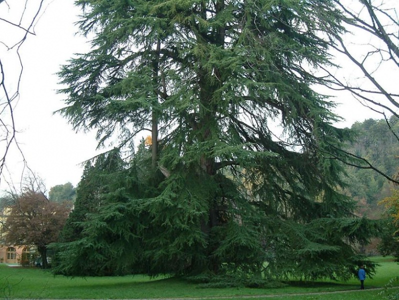 File:2004 7 novembre Giardino 04.jpg