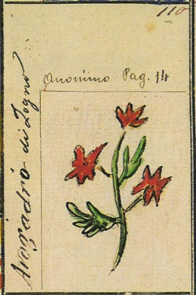 File:Avogadro Stemmario Camozzi 110.jpg