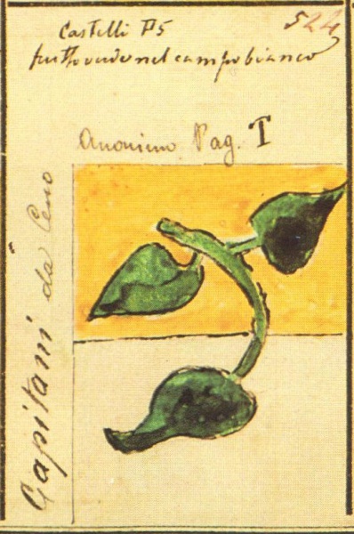 File:Capitani da Ceno Stemmario Camozzi 524.jpg