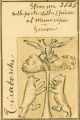 Miniatura della versione delle 17:14, 20 feb 2008